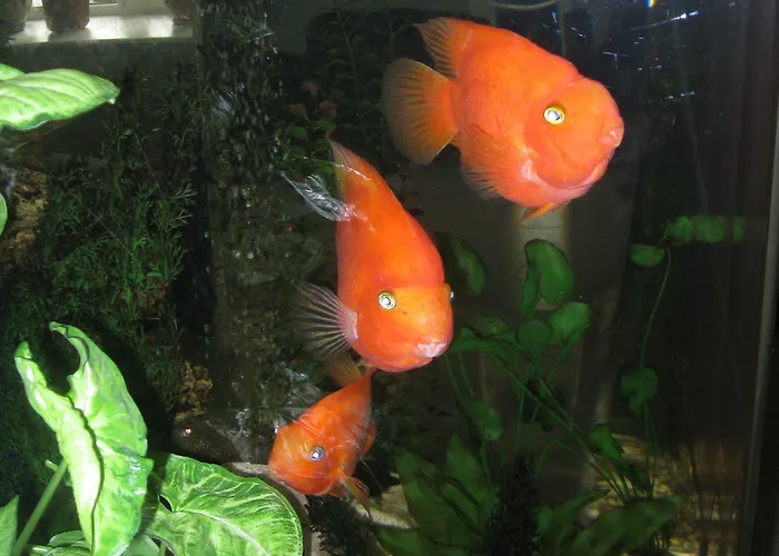 40 Let Pobedy Отель